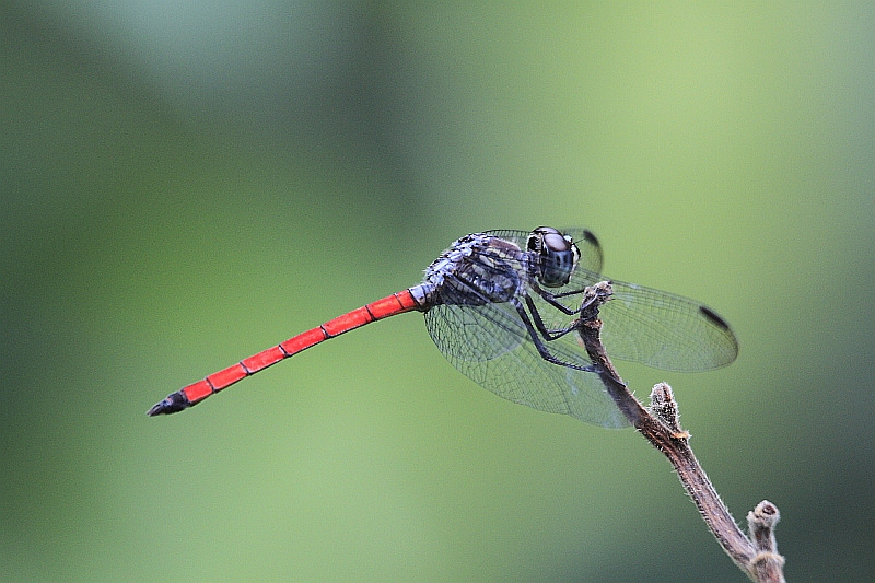 J01_1254 Lathrecista asiatica.JPG